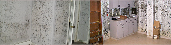 Mold Removal